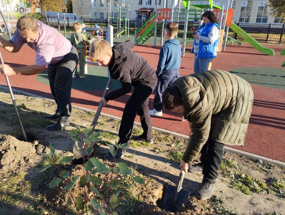 В ЦЕНТРЕ ГАВРИЛОВ-ЯМА ВЫСАДИЛИ ДЕРЕВЬЯ И КУСТЫ